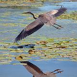 Heron In Flight_22174